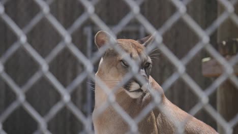 Florida-Panther,-Mittlere-Aufnahme,-Der-Sich-In-Gefangenschaft-Durch-Den-Zaun-Umschaut