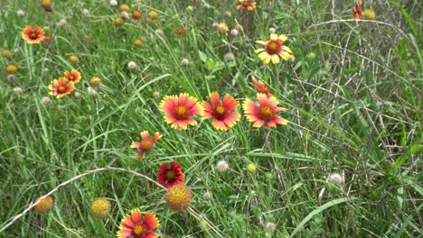este es un clip de las flores silvestres de texas soplando en el viento de verano