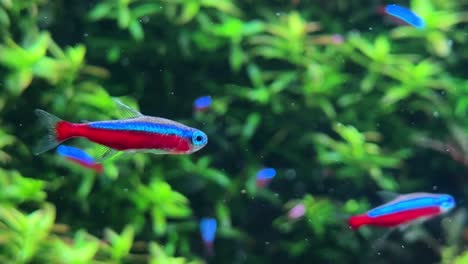 tetras de néon nadando em um aquário verde exuberante