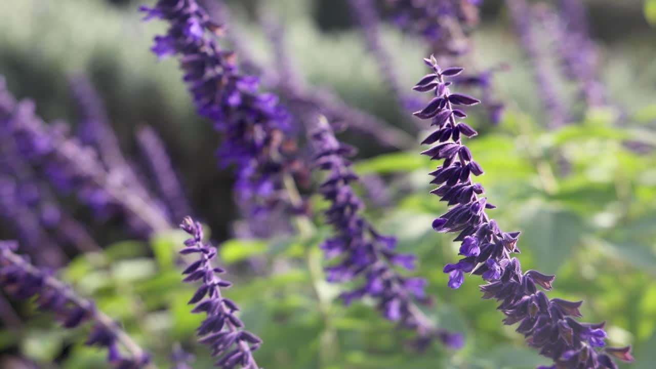 바람에 흔들리는 보라색 꽃의 클로즈업