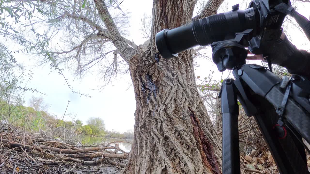 Photographer taking pictures beneath a tree in a Riparian Preserve in Gilbert Arizona.
