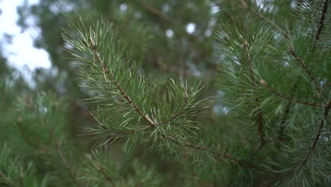 close-up of a pine tree branch.