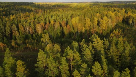 Waldblick-Mit-Straße