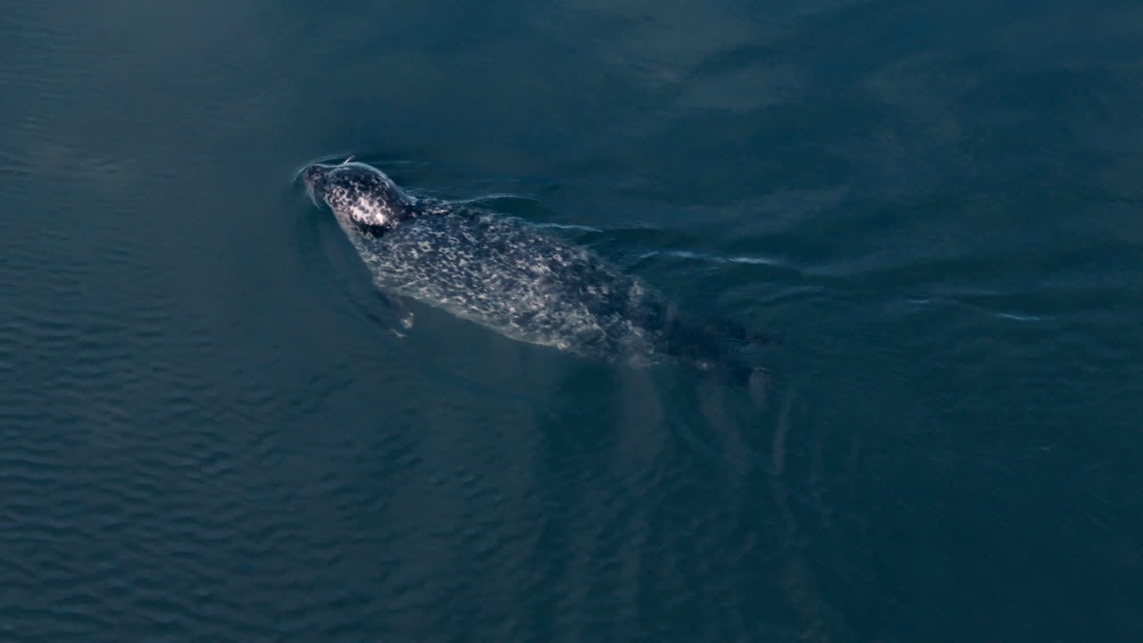 푸른 빙하 물에서 떠다니는 해파리의 위쪽 아래쪽 모습, jökulsárlón iceland 낮