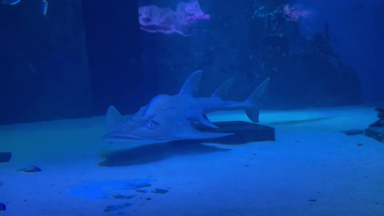 Bowmouth guitarfish swimming in the aquarium
