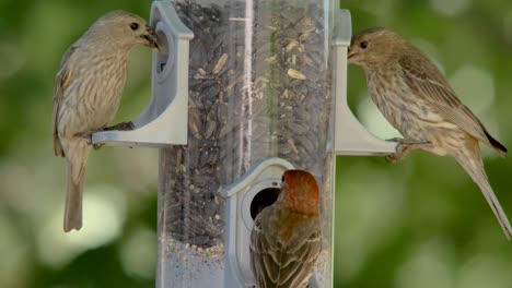 tres pinzones alimentándose en un comedero vertical para pájaros