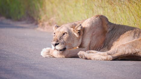 Lioness-basking-lying-on-asphalt-savanna-road-with-flies-on-her-head