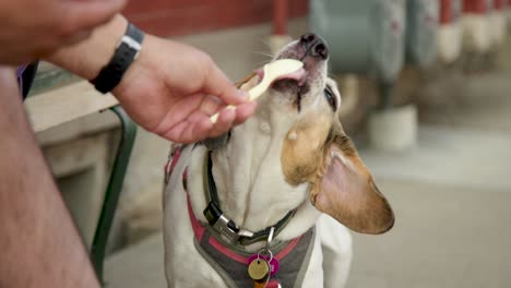 a dog happily enjoys licking ice cream off of his owner's spoon