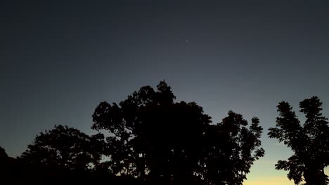 silhouetted trees against a twilight sky