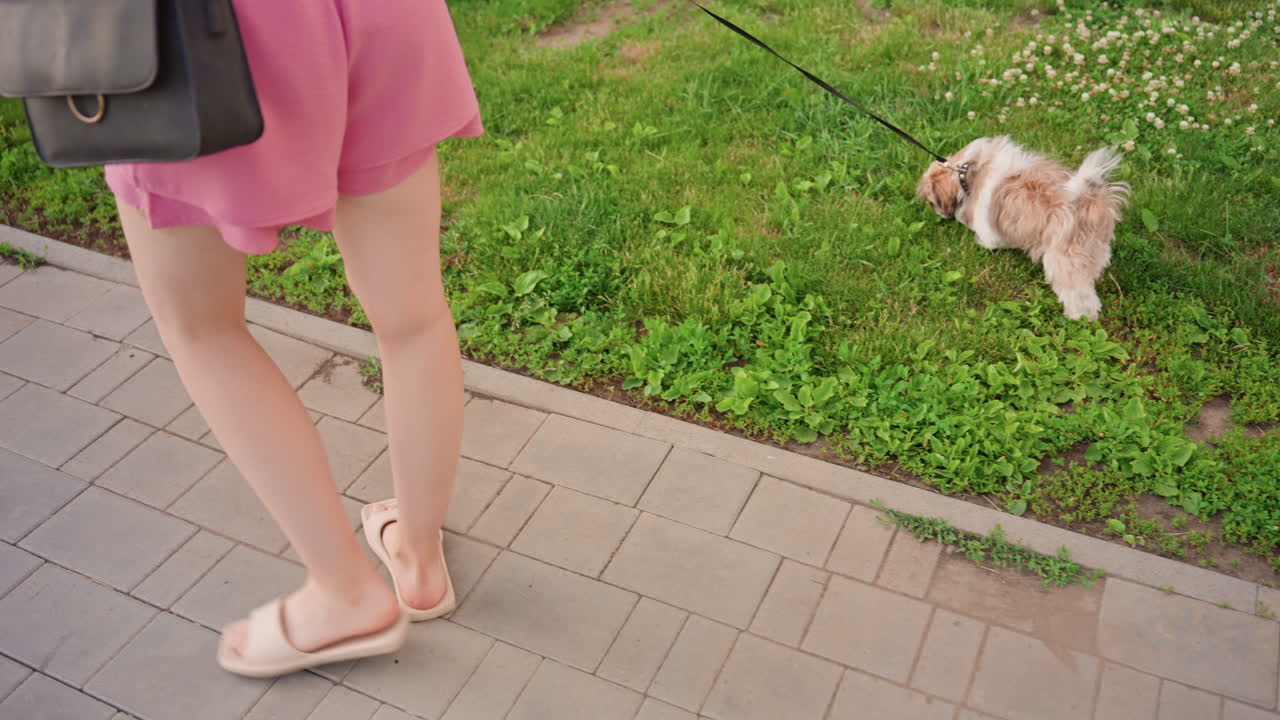Reserved Puppy Examines Garden By Street, Introverted Young Dog Explores Pathway Beside Gentle Woman, Shy Young Canine Cautiously Navigates City Sidewalk Near Woman With Bag And Garden
