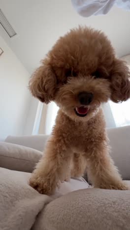 poodle on a sofa with baby