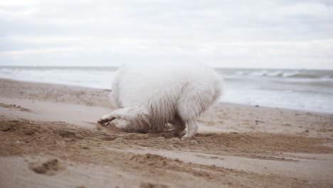 One-cute-samoyed-dog-is-digging-sand-on-the-beach-while-another-one-is-running-around-then-pushes-the-first-one.-Two-adorable