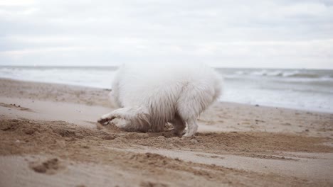 un lindo perro samoyed está cavando arena en la playa mientras otro está corriendo alrededor y luego empuja al primero. dos adorables