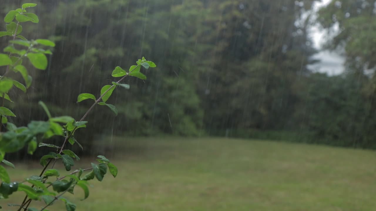 fuertes lluvias y viento en plantas y árboles en el jardín trasero uk hertfordshire día