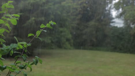 Heavy-rain-and-wind-on-plant-and-trees-in-back-garden-UK-Hertfordshire-day-time