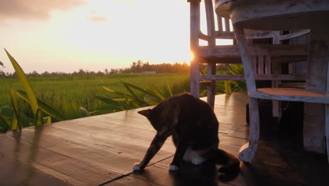 a cat grooming itself on a wooden deck at sunset