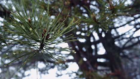 Gotas-De-Lluvia-Sobre-Agujas-De-Pino-En-Un-Primer-Plano-Del-Bosque-A-La-Luz-Del-Día-Después-De-Una-Ducha-De-Lluvia