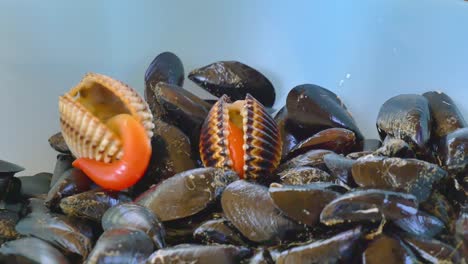 Big-seashell-trying-to-escape-out-of-plastic-bowl