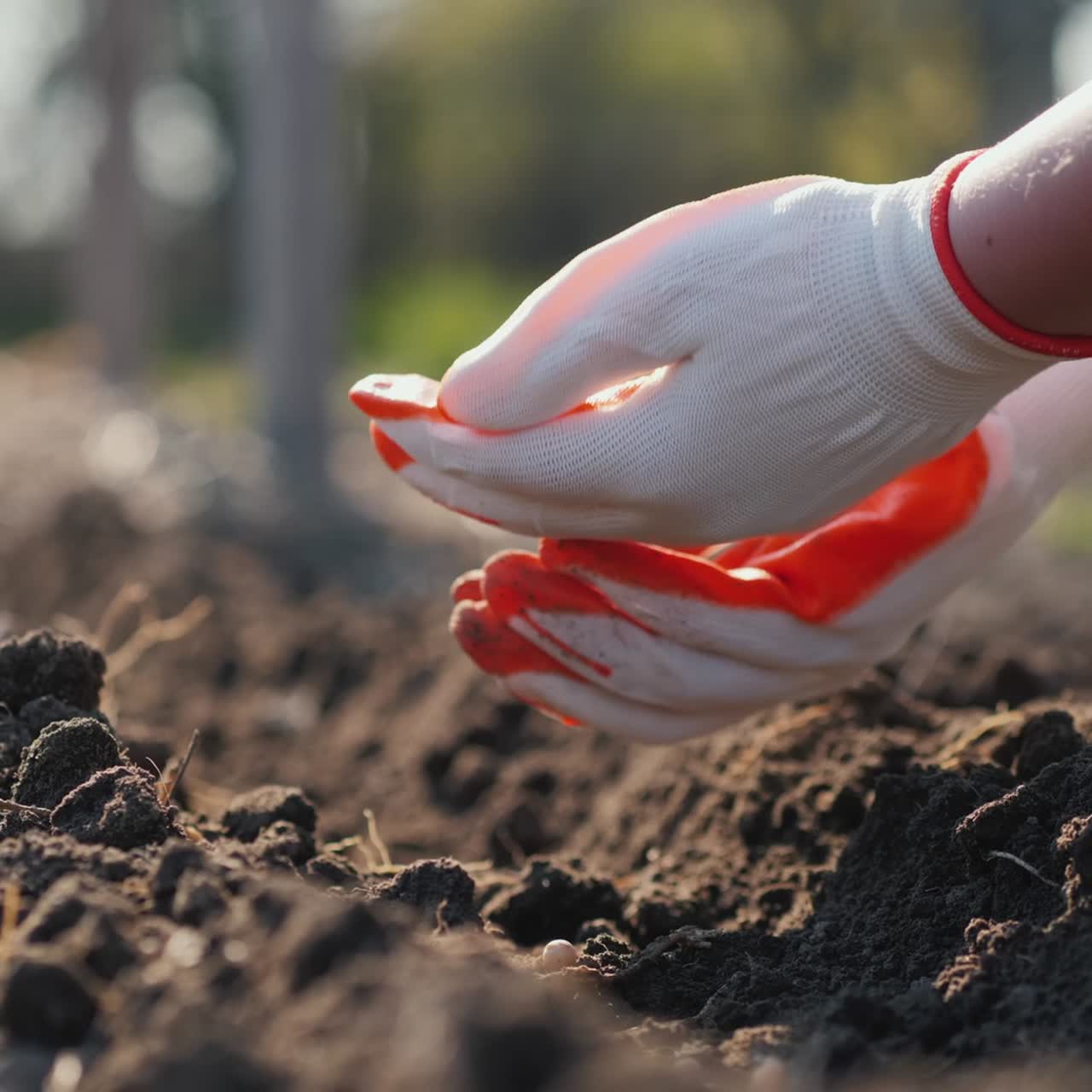 Mani del contadino che piantano semi di pisello nel terreno 1
