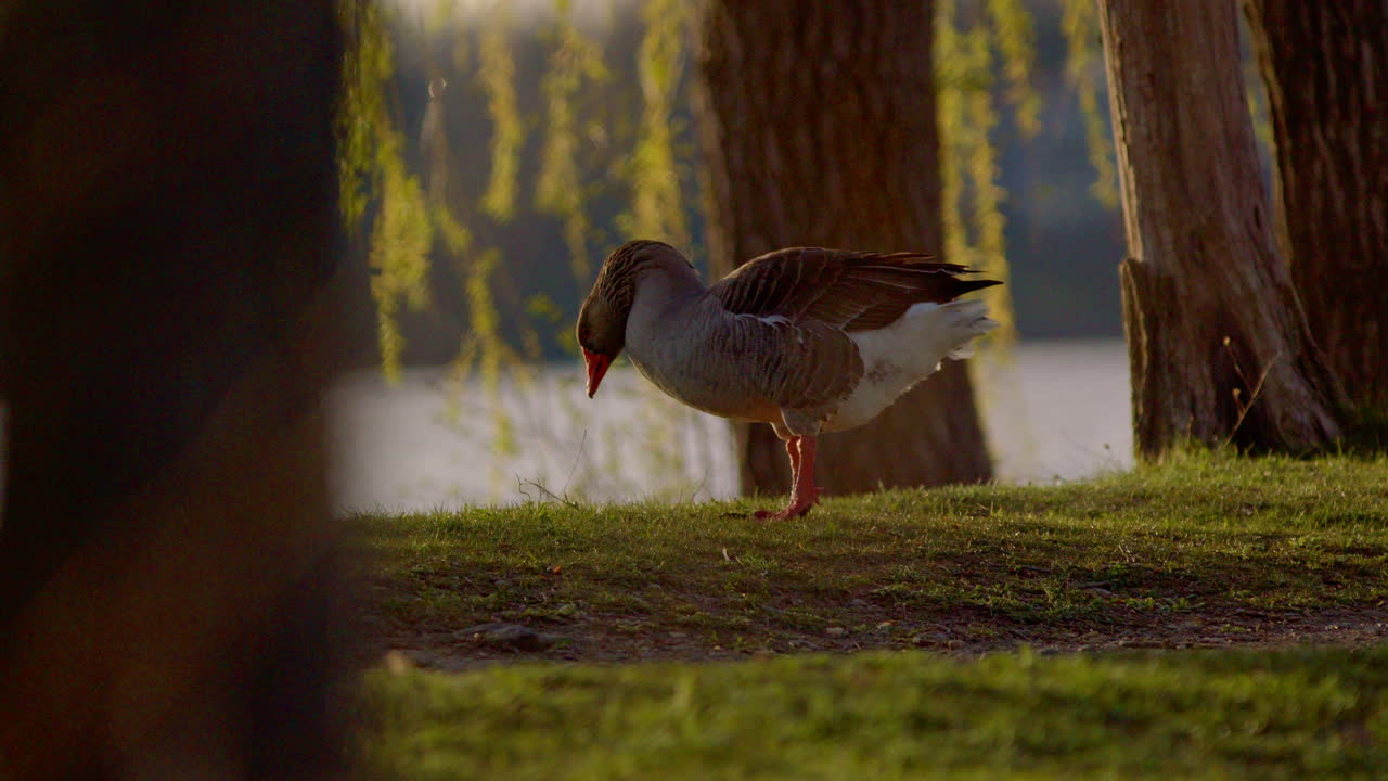 Scena cinematografica al rallentatore di un laghetto con un'oca che si nutre sott'acqua nel suo habitat naturale