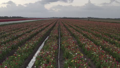 vibrant flower field aerial view