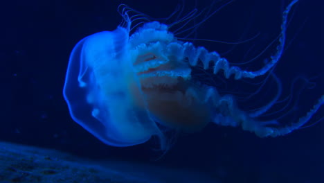 mesmerizing blue glowing jellyfish underwater