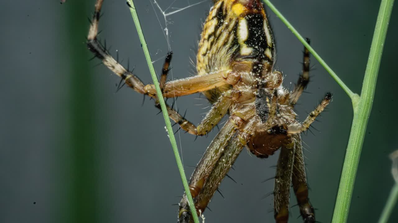Orb-Weaver Garden Spider. Close-up, Macro