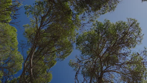 Tall-pine-trees-reach-towards-a-clear-blue-sky-in-Mallorca