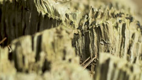 Silky-ants-move-on-the-nest,-anthill-with-silky-ants-in-spring,-work-and-life-of-ants-in-an-anthill,-sunny-day,-closeup-macro-shot,-shallow-depth-of-field