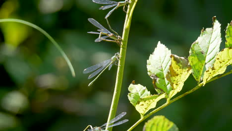muchas damselflies descansando en la planta verde durante el día soleado, disparo de cerca - criatura de insectos en el desierto