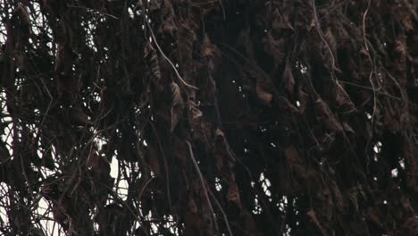 Old-brown-dried-leaves-hanging-on-a-rusty-fence,-sway-by-the-wind-blowing