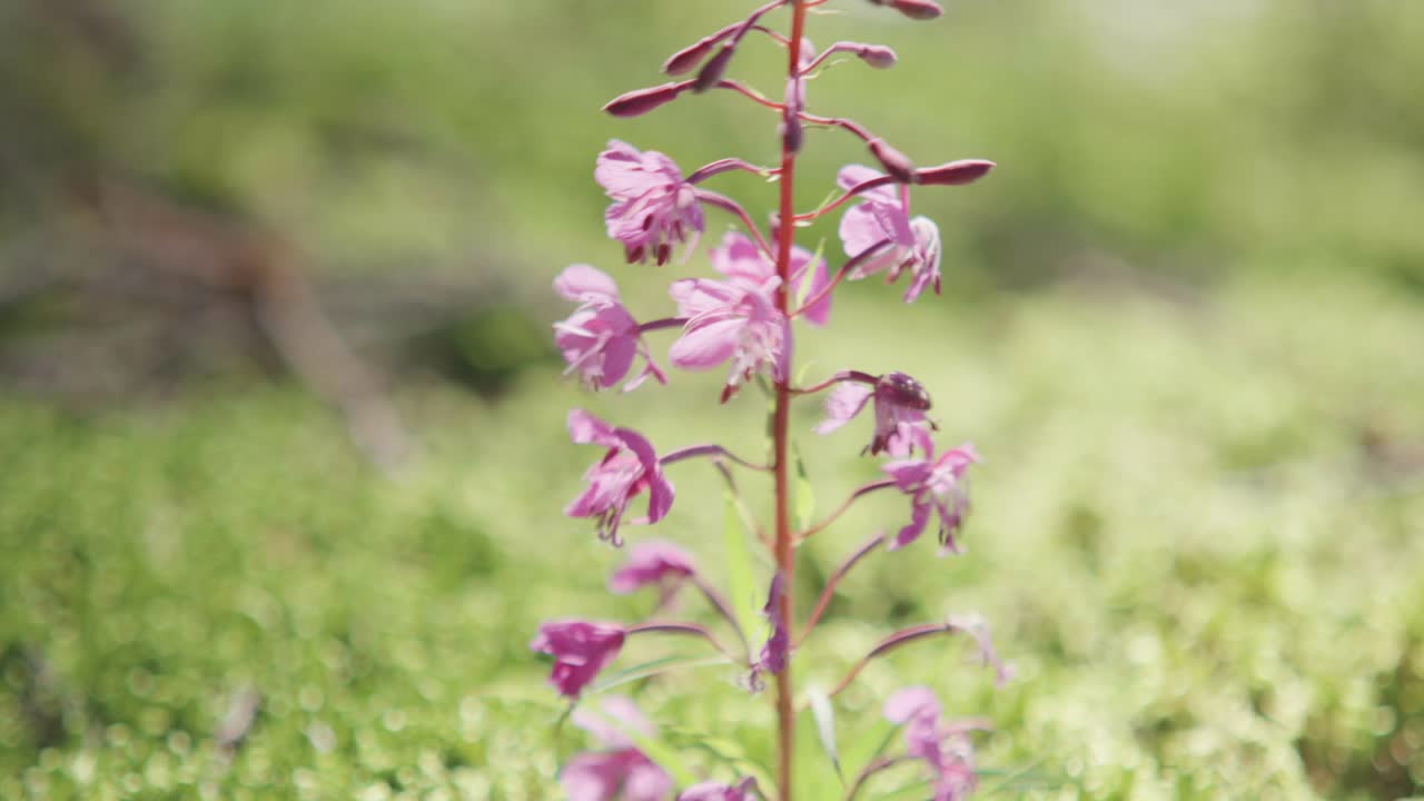 A beautiful close-up of a purple fireweed wildflower in a forest. The scene transitions from shadow to bright sunlight, highlighting the delicate, vibrant petals