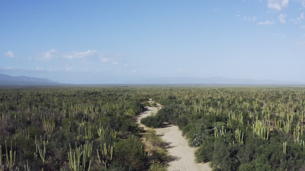 hermoso desierto mexicano con cactus saguaro y una ruta de senderismo al sol