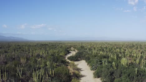 beautiful mexican desert with saguaro cactus and a hiking path in sun