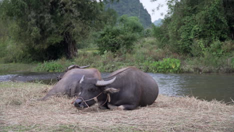 2 domesticated oxen lying and eating grass on the shore of a river