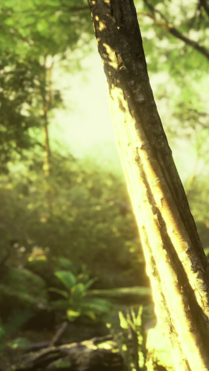 Sunlight filtering through the lush canopy of a peaceful forest pathway