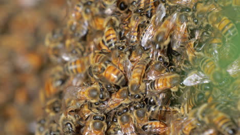 Macro-De-Un-Gran-Enjambre-De-Abejas-Melíferas