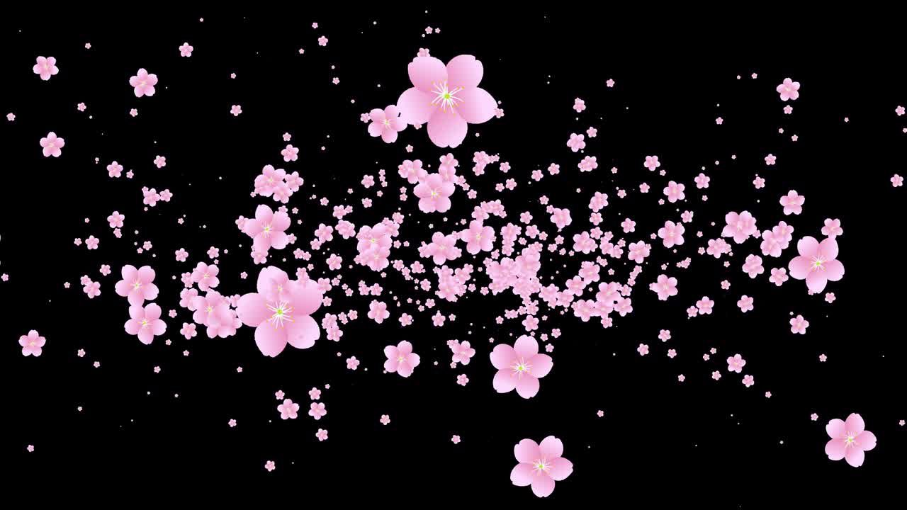 Loop transparent background video with cherry blossoms appearing from the center