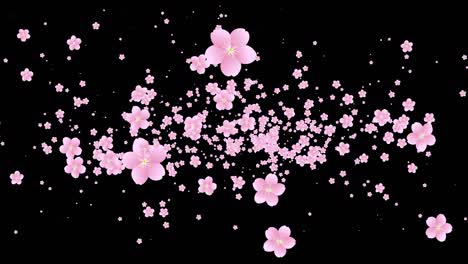 loop transparent background video with cherry blossoms appearing from the center