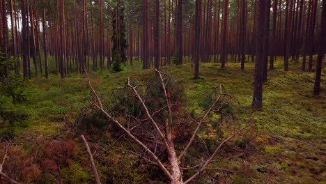 Wild-pine-forest-with-green-moss-and-heather-under-the-trees,-slow-aerial-shot-moving-low-between-trees,-sunny-autumn-day,-sunrays-and-shadows,-low-wide-angle-drone-shot-moving-forward