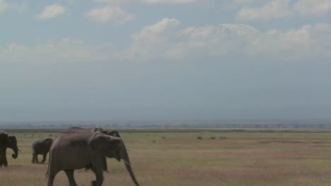 una gran manada de elefantes africanos migra a través del parque nacional amboceli en tanzania 3