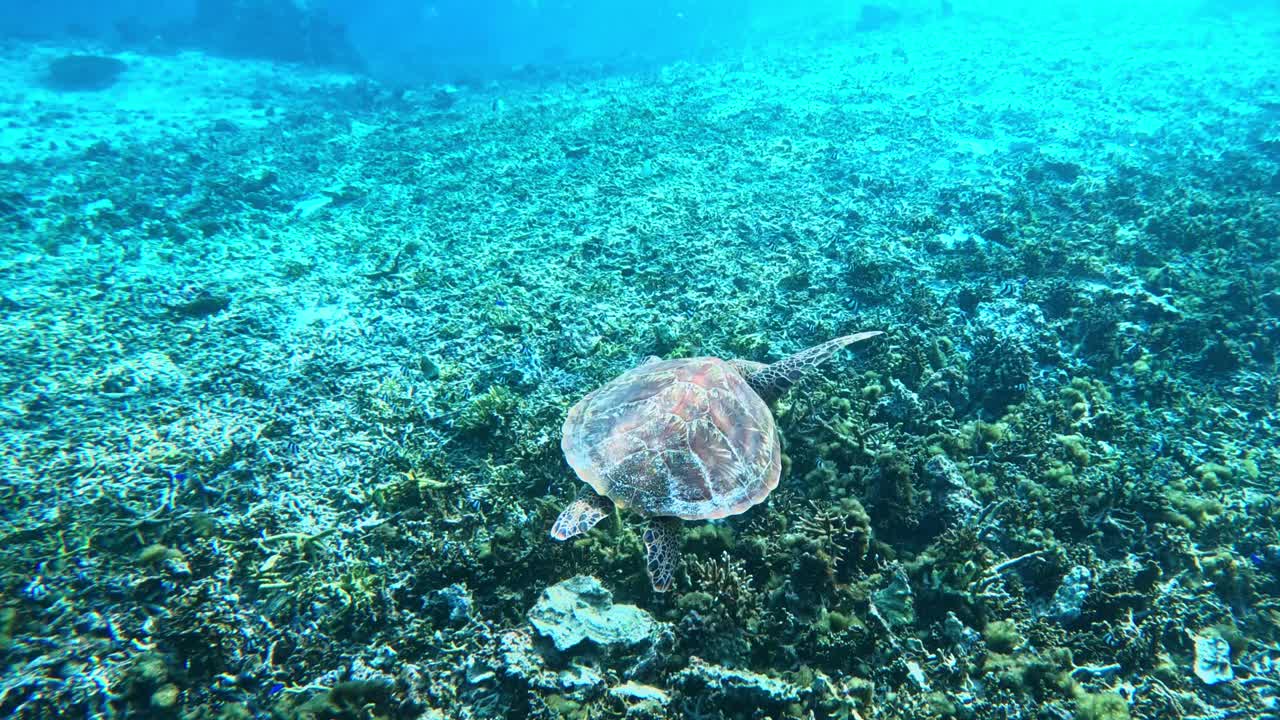 산호초 유적 위를 헤엄치는 바다거북 - 수중 촬영