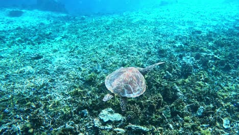 a sea turtle swimming over the remains of a coral reef - underwater shot