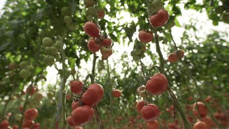 Tomatengewächshäuser-Im-Zentrum-Des-Landes-Mexiko