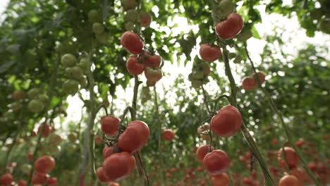 invernaderos de tomate en el centro del pais de mexico
