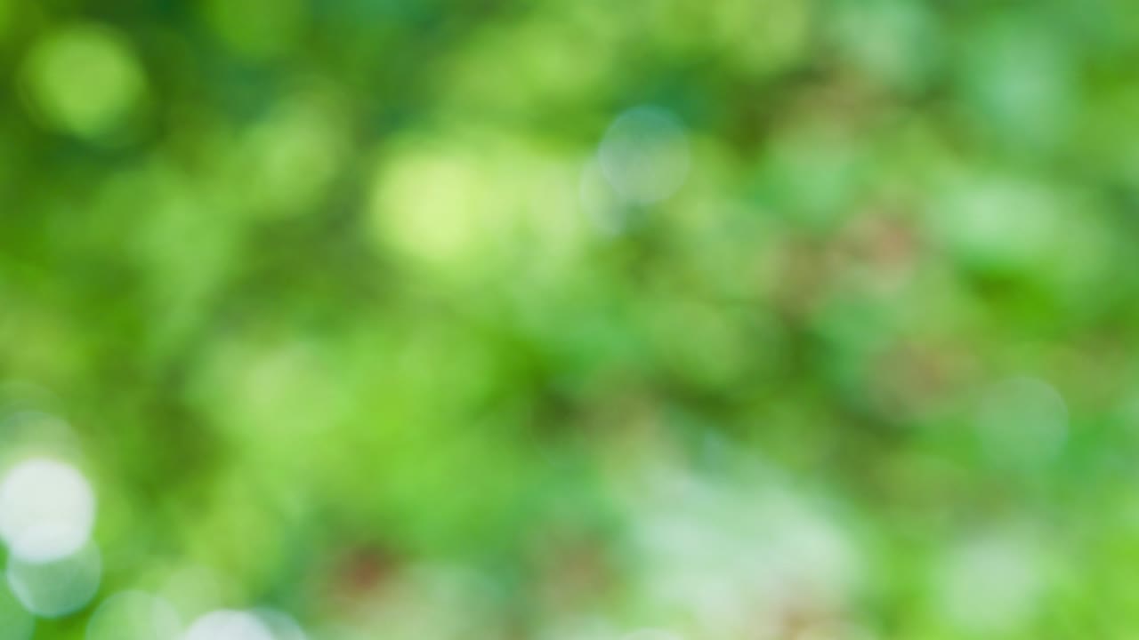 fondo de movimiento de bokeh de bosque abstracto