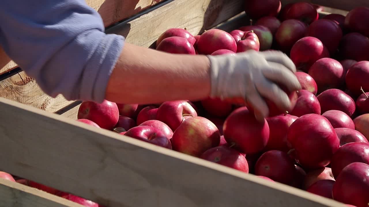Wooden crates full of ripe apples during the annual harvesting period. Apples. Red apples. Apple harvest.