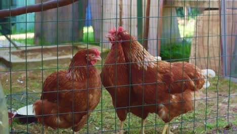 tres pollos en gallinero