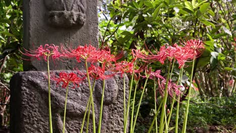el hermoso racimo rojo de amaryllis por el monumento de piedra