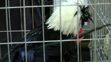cabeza blanca holandesa en una jaula de pollo